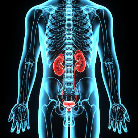 Bladder Disorders